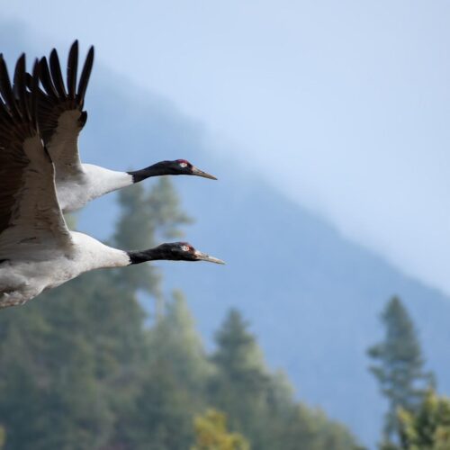 Black-Necked Crane & Winter Festival Retreat